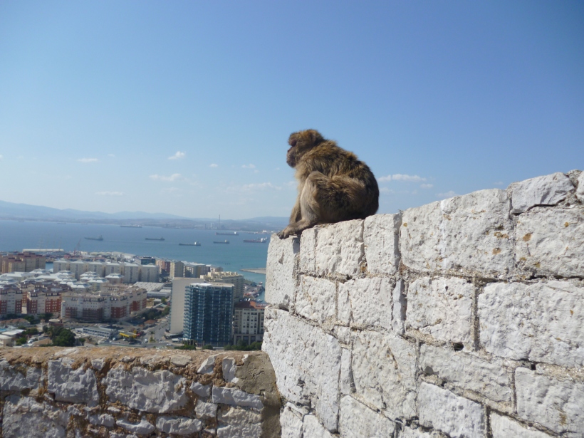 A Barbary Macaque looking out over Gibralter